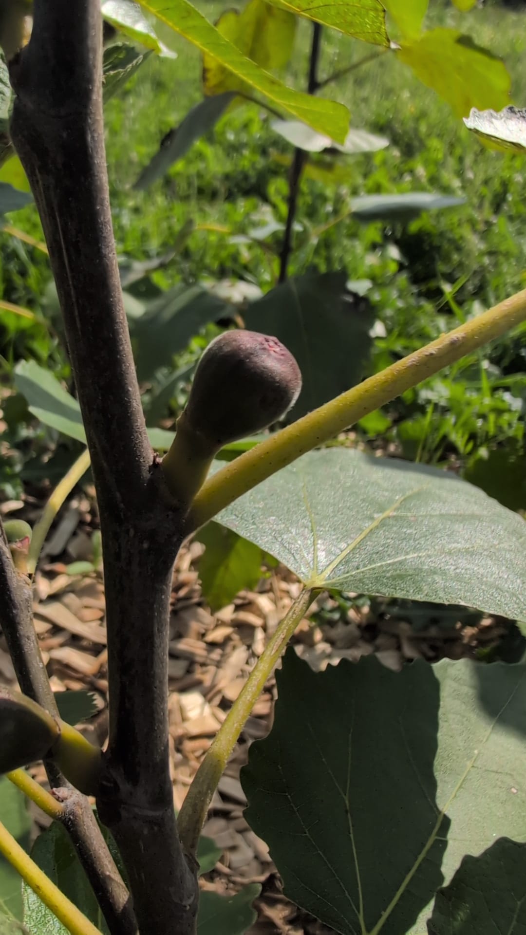 Violette de Bordeaux Fig Tree (Bareroot)