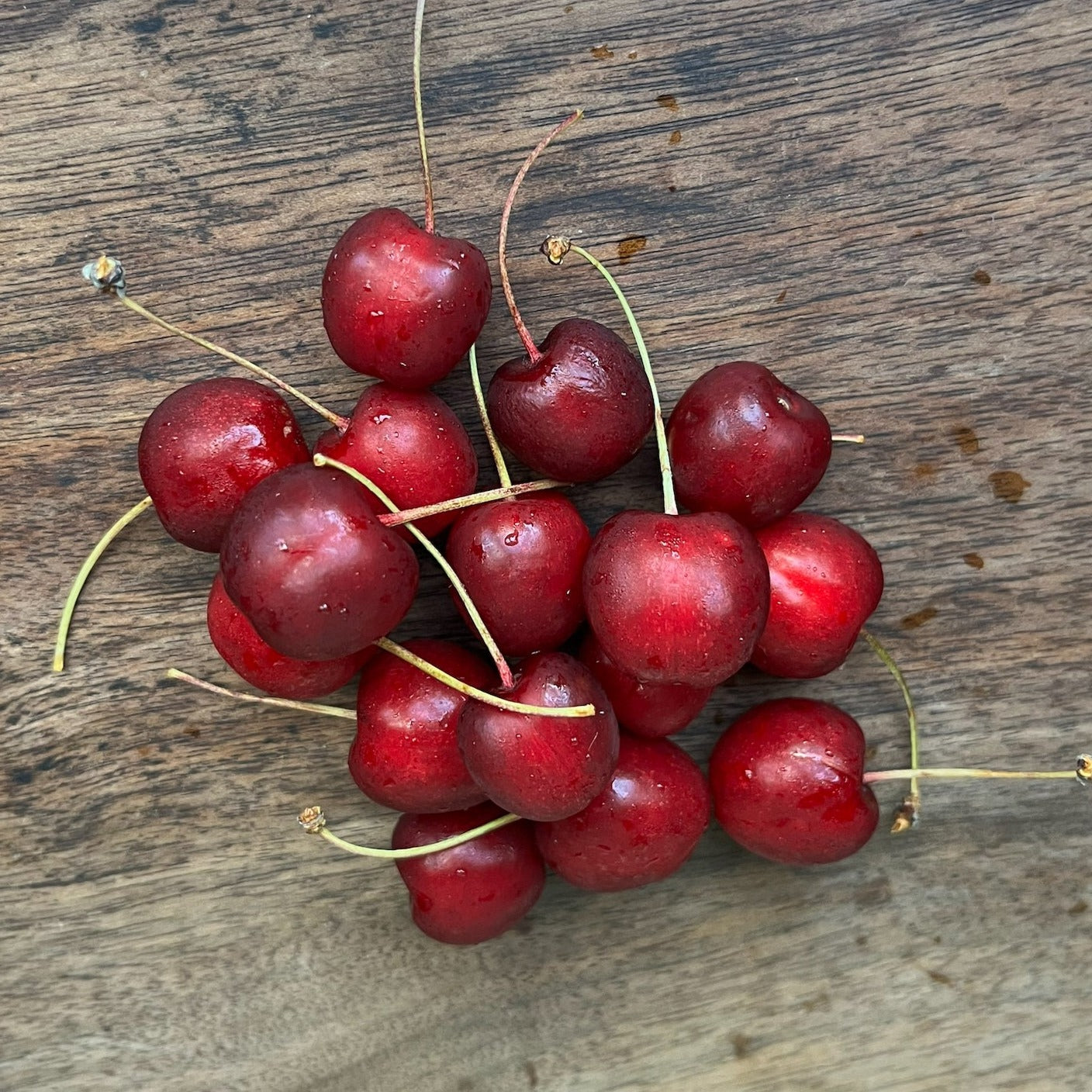 Windsor Sweet Cherry Scionwood