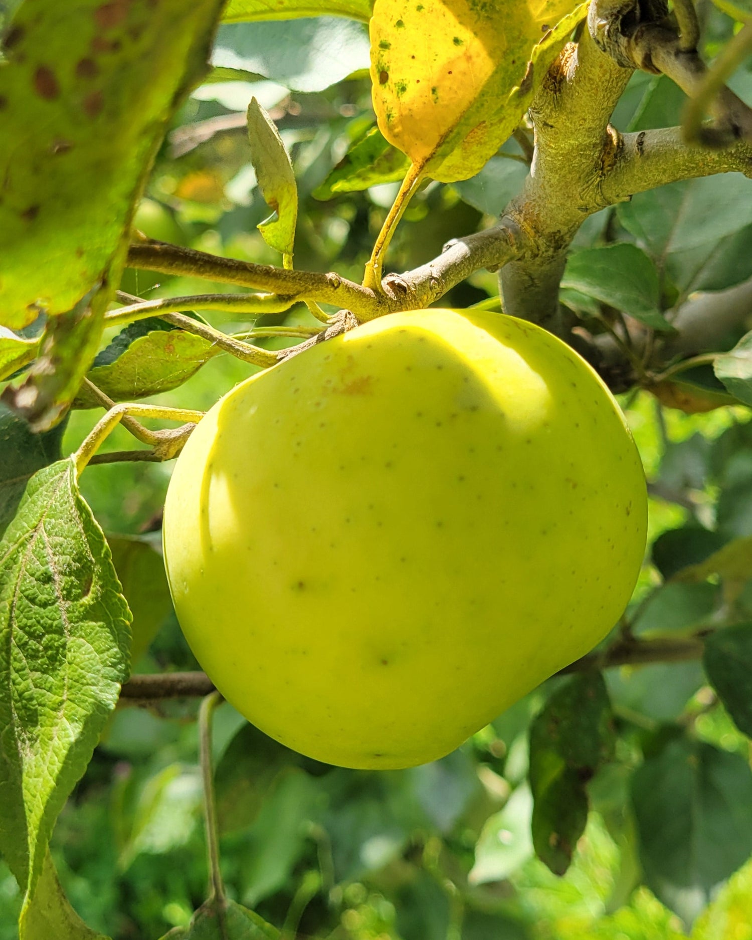 Yellow Transparent apple hanging in the tree, almost ripe.
