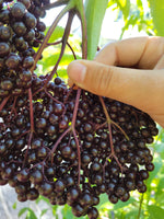 Ripe York elderberry cluster with hand for scale of large berry size. 