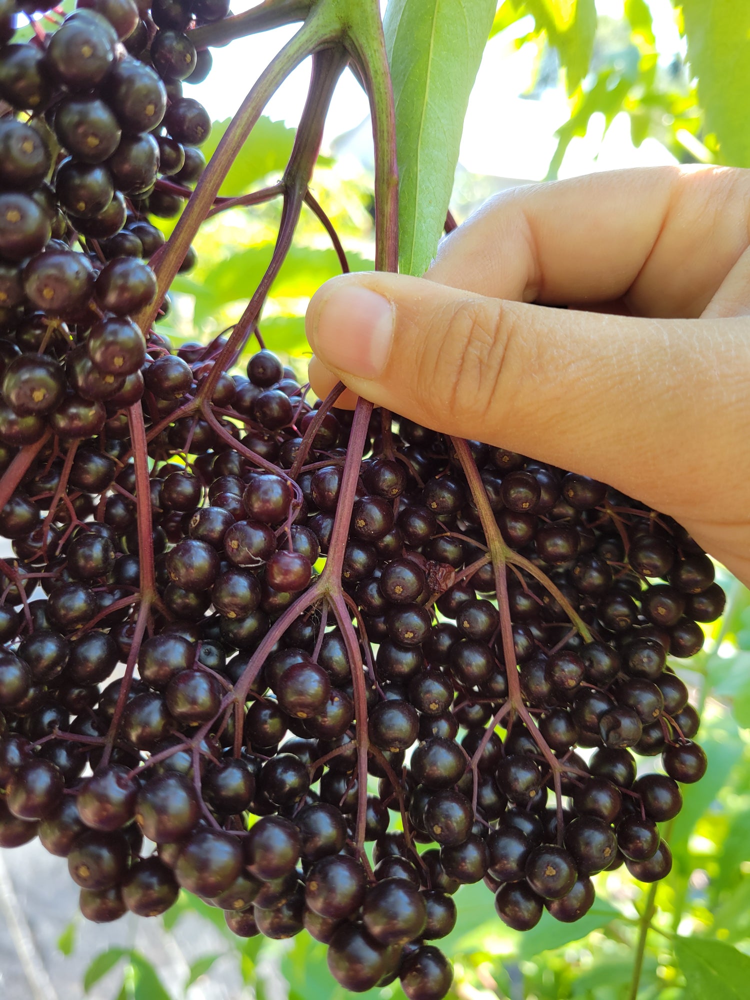 Ripe York elderberry cluster with hand for scale of large berry size. 