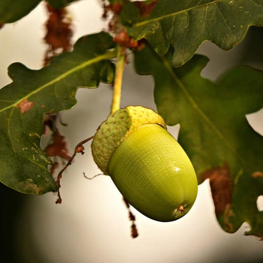 Mystery Oak Seedling