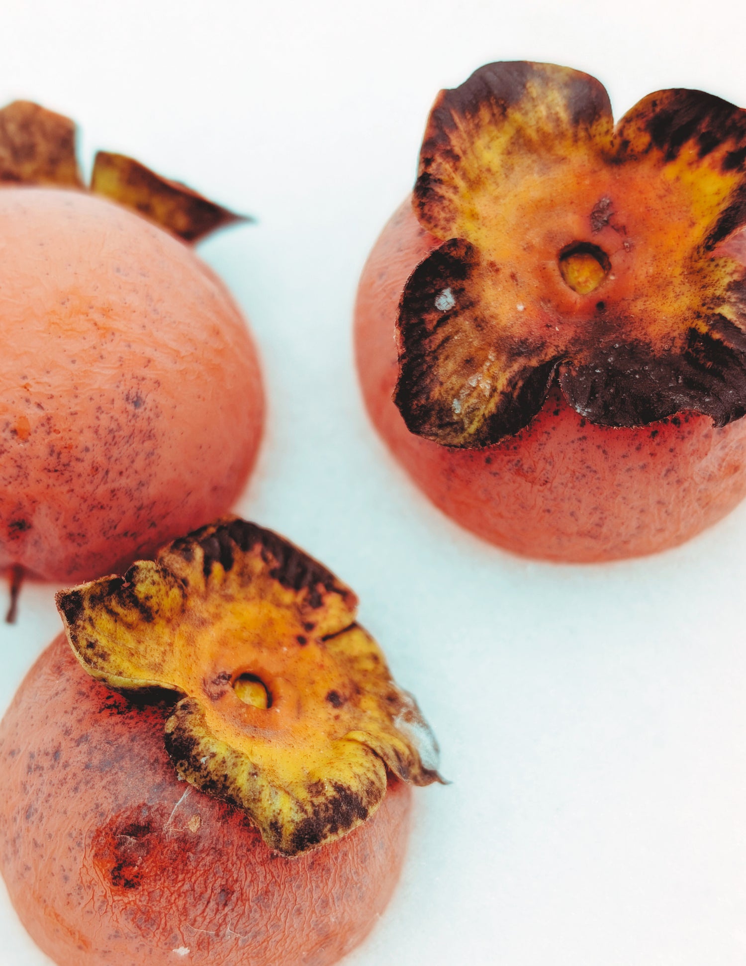 American Persimmon Seedling Bareroot