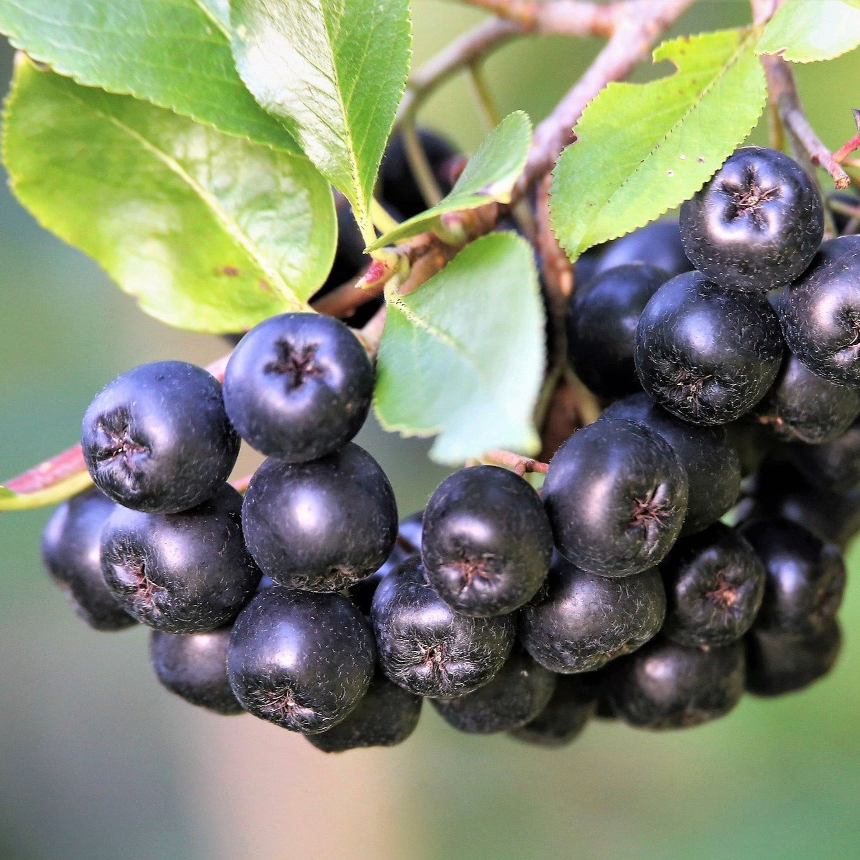 Nero Aronia Berry Bareroot