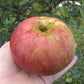 Bramley's Seedling Apple