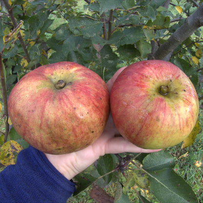 Bramley's Seedling Apple