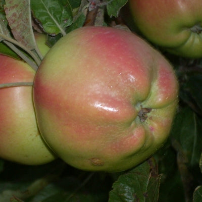 Calville Blanc d'Hiver Apple Scionwood
