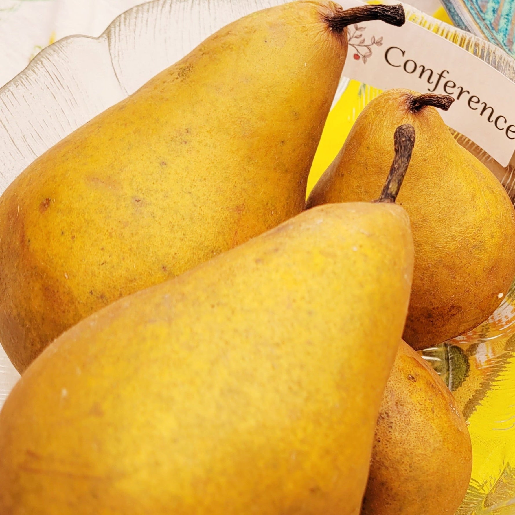 Conference European Pear Scionwood – Silver Creek Nursery Ltd.