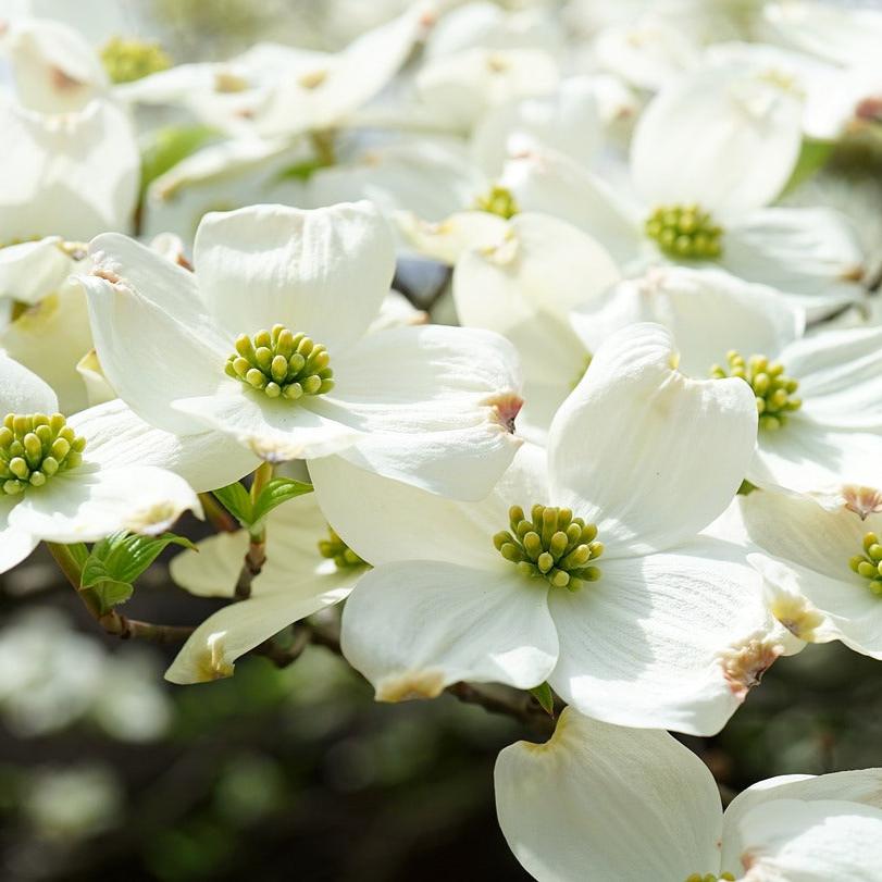 Eastern Flowering Dogwood Seedling