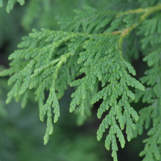 Eastern White-Cedar Seedling