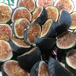 Potted Black Mission Fig