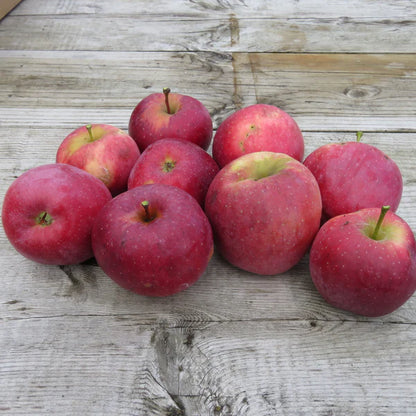 Canadian Edible Backyard Bundle