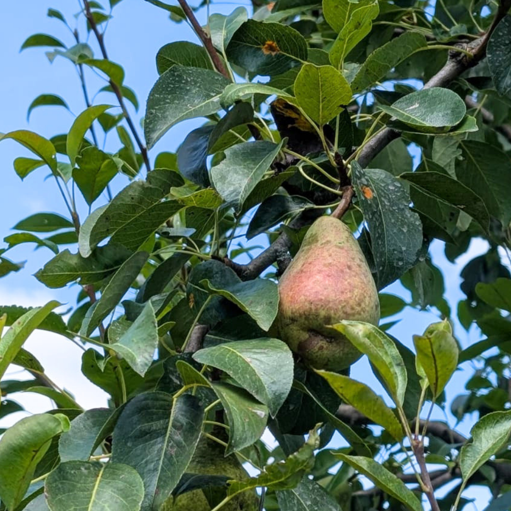 Clapp's Favourite European Pear Bareroot