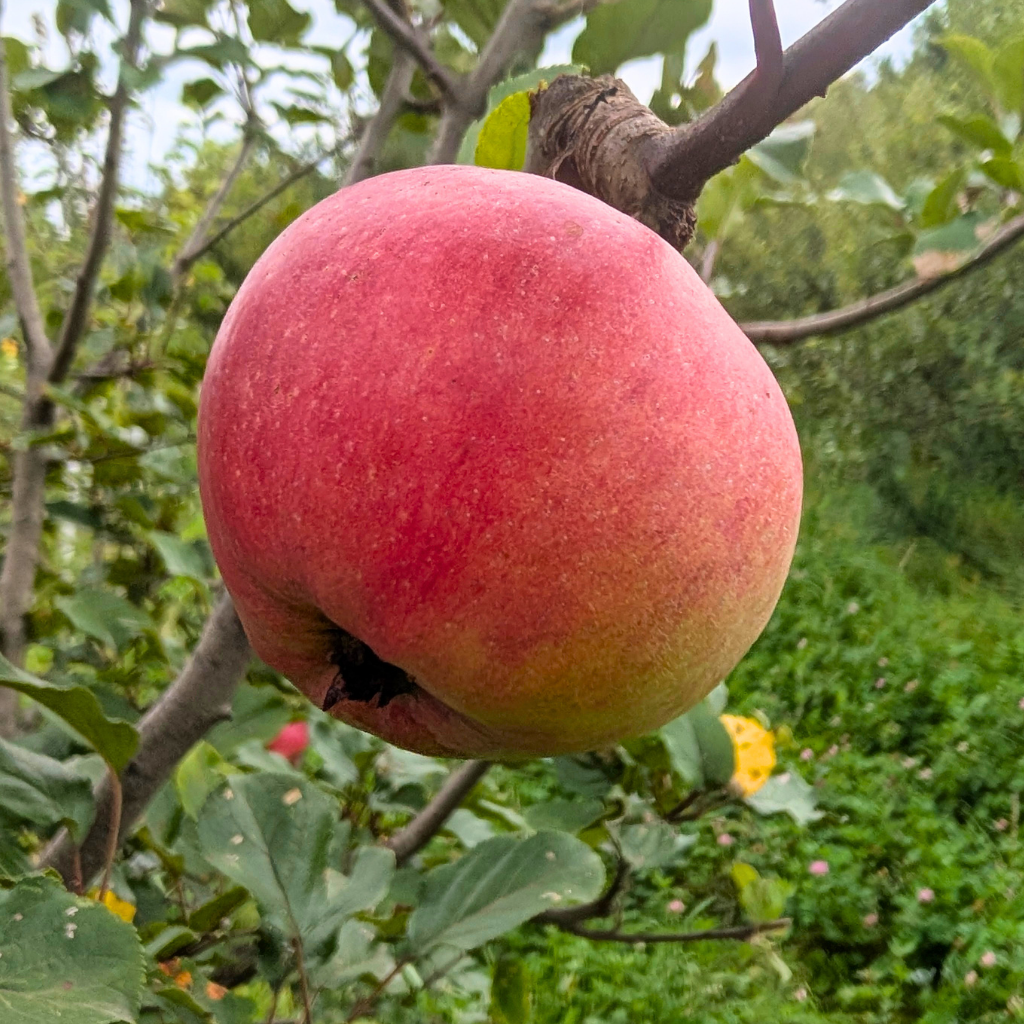 Yarlington Mill Apple Tree (Bareroot)