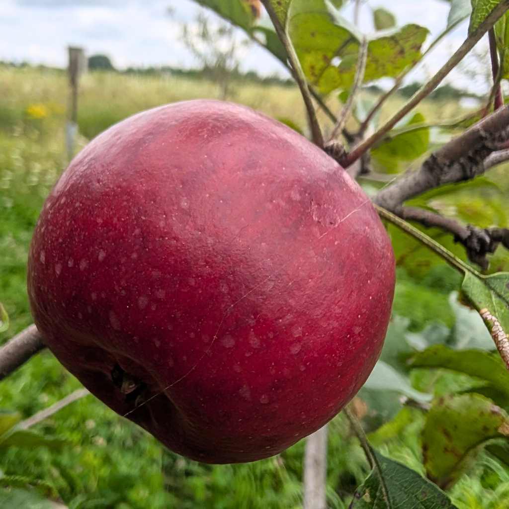 Redfree Apple Tree (Bareroot)