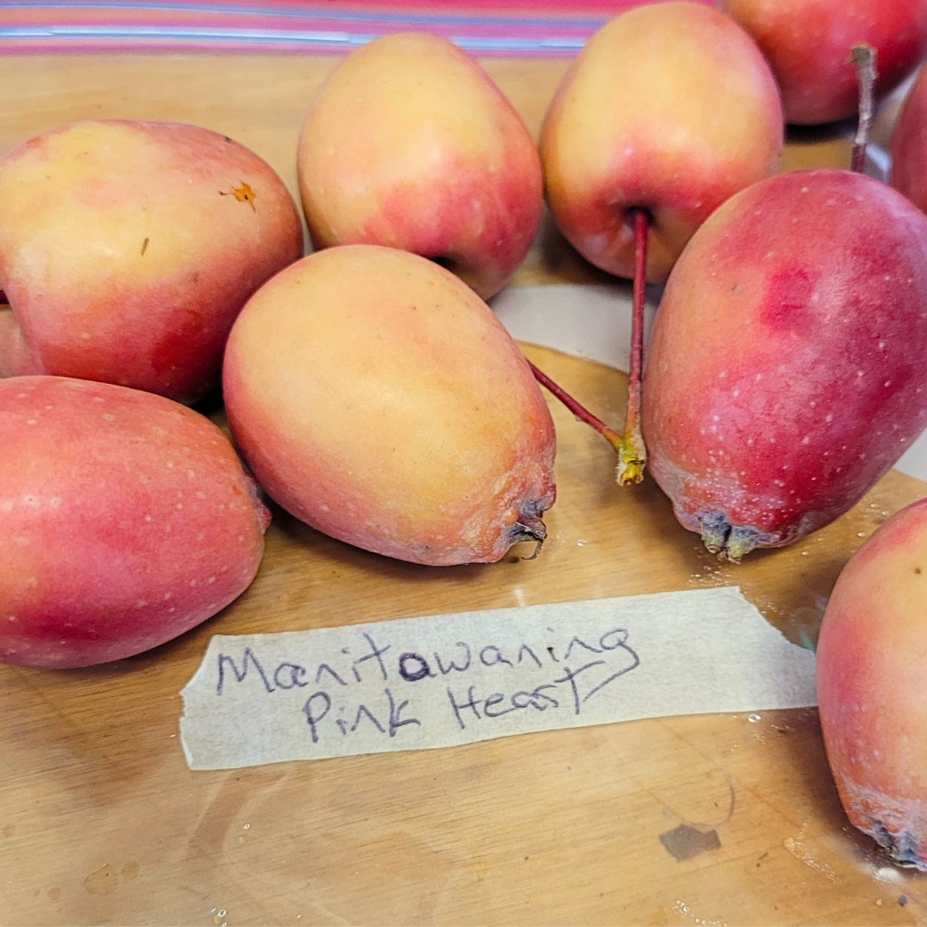 Manitowaning Pink Heart Crabapple Tree (Bareroot)