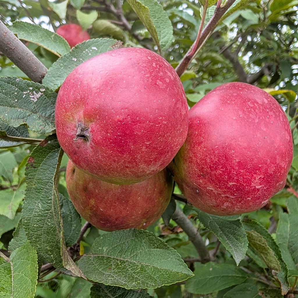 Priscilla Apple Tree (Bareroot)