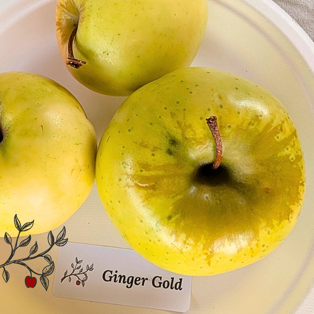 Ginger Gold Apple Tree (Bareroot)