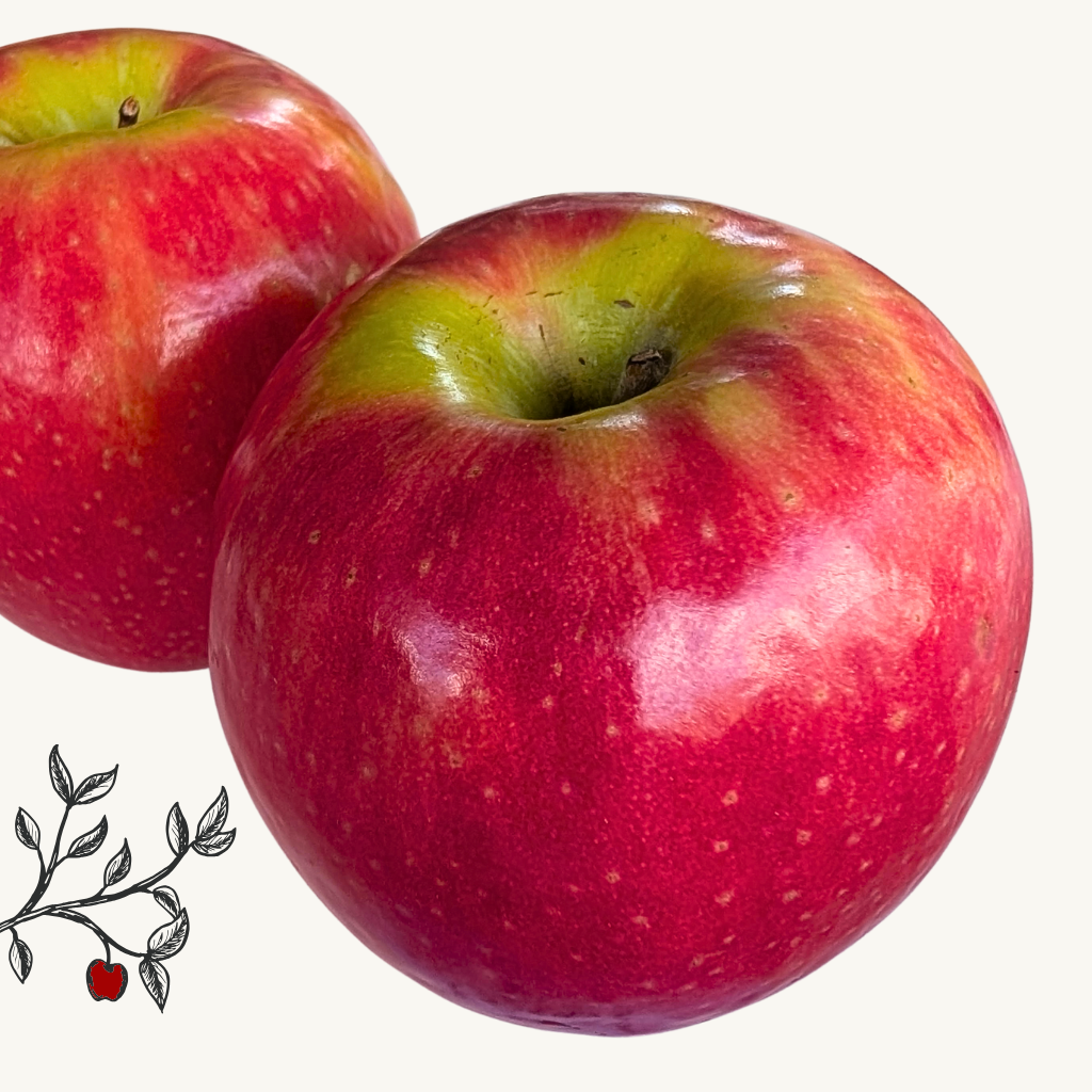 Cripps Pink Apple Tree (Bareroot)