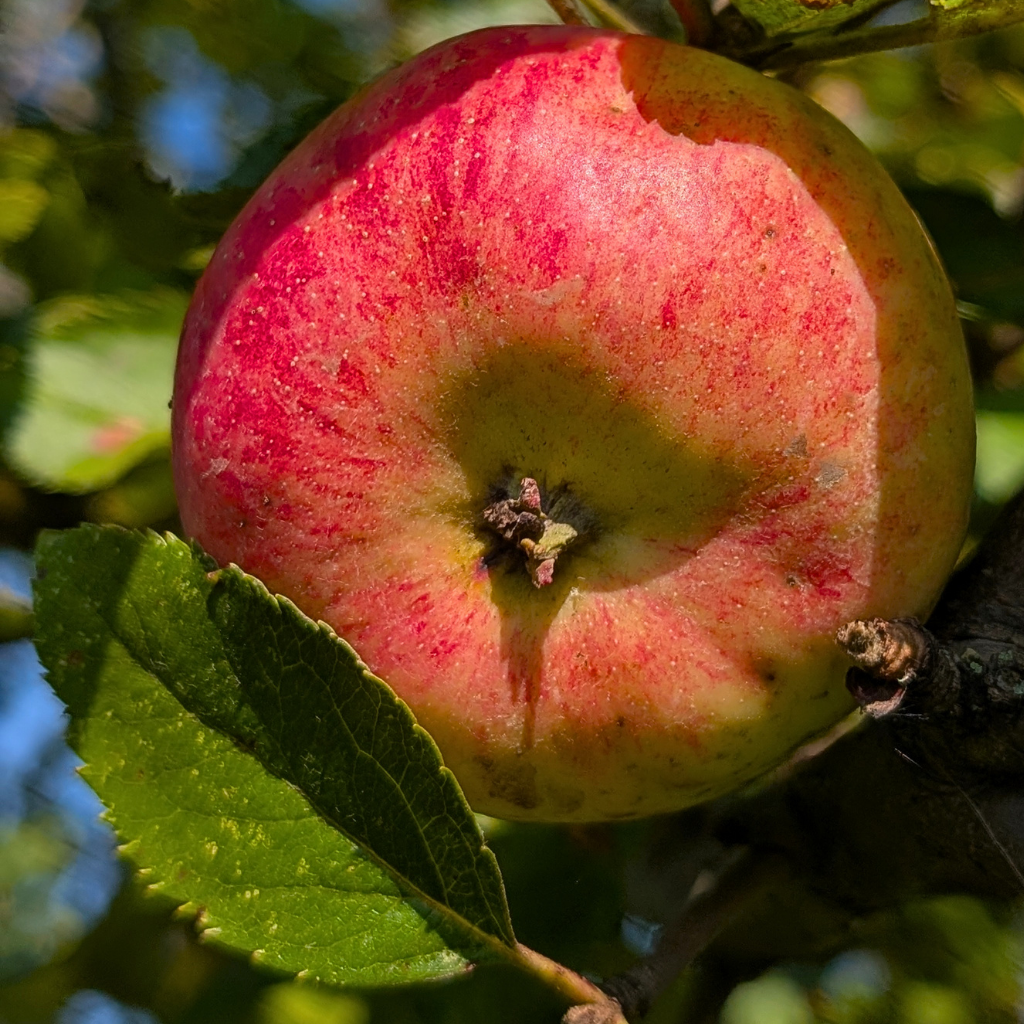 Summer Rambo Apple Tree (Bareroot)