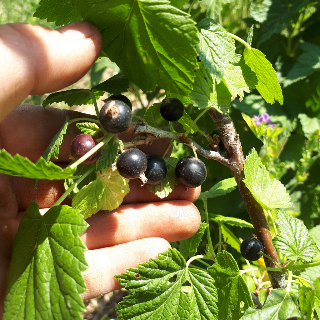 Titania Black Currant Bareroot