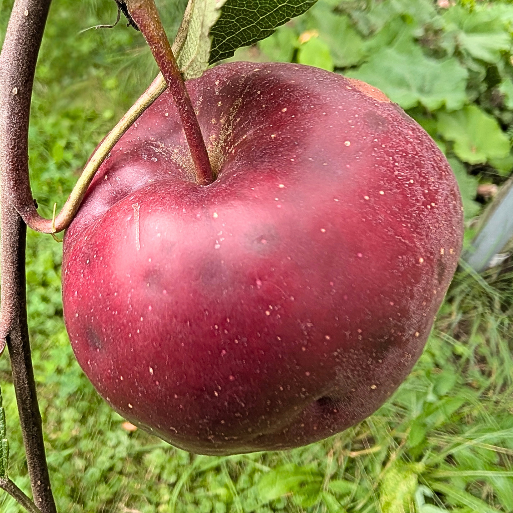 Rome Beauty Apple Tree (Bareroot)