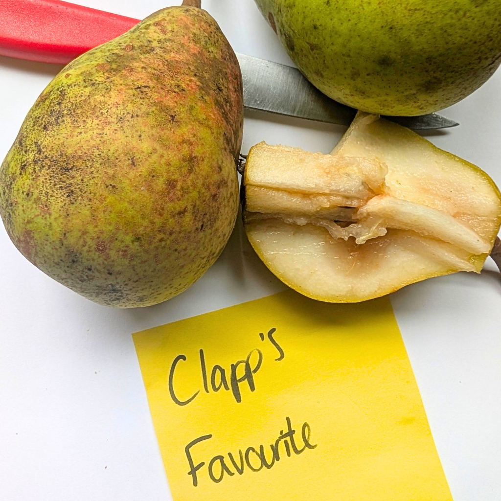Clapp's Favourite European Pear Bareroot
