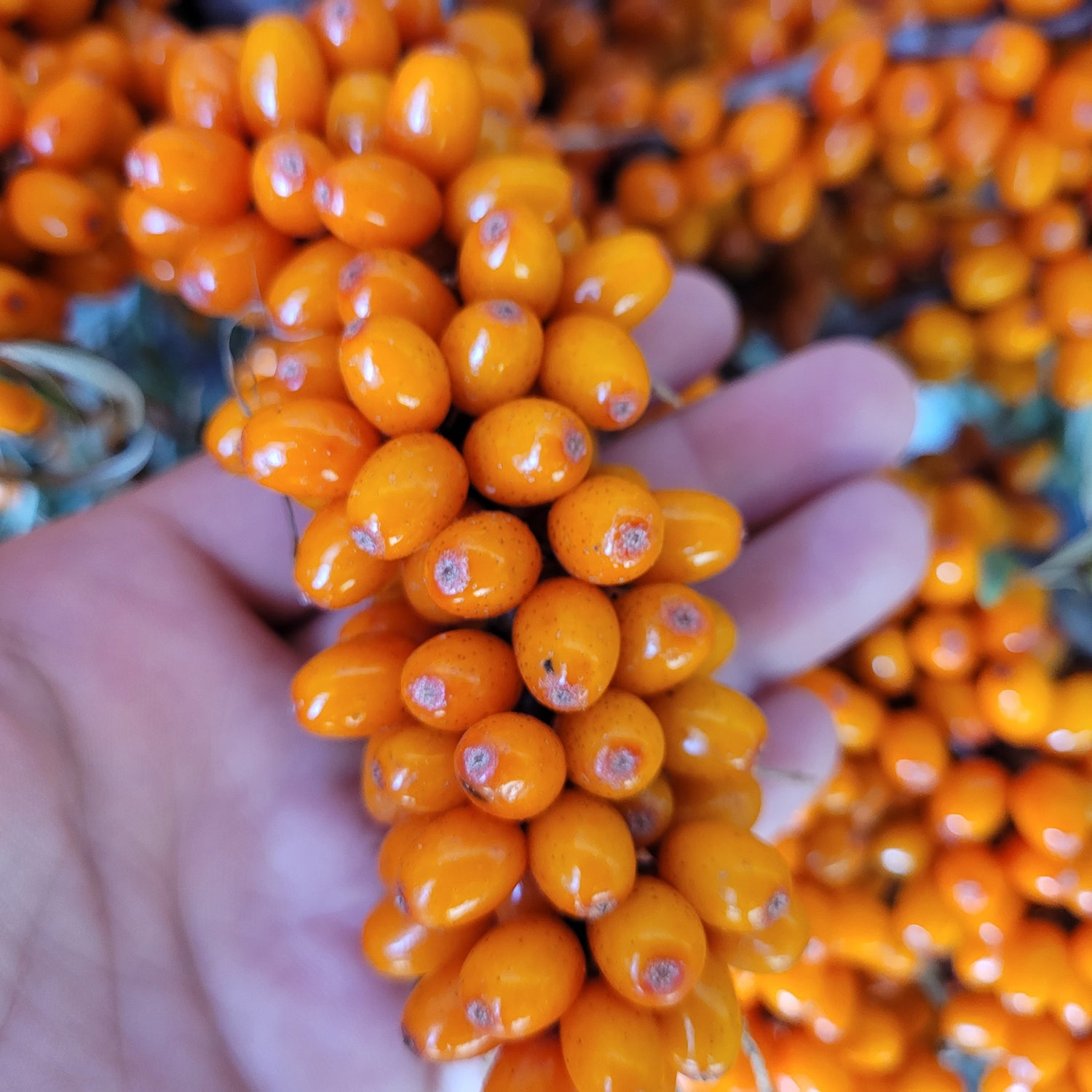 Sunny Sea Buckthorn (Female) Bareroot