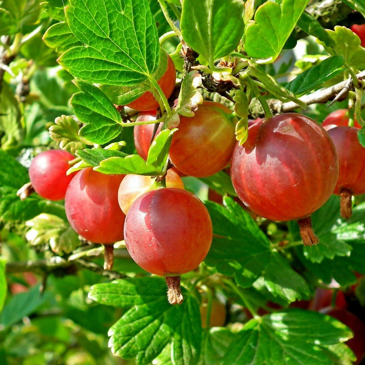 Black Velvet Gooseberry Bareroot
