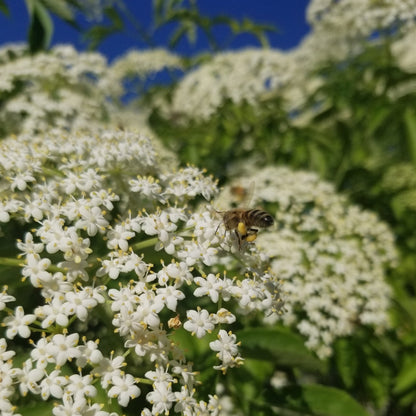 Wild Elderberry Seedling