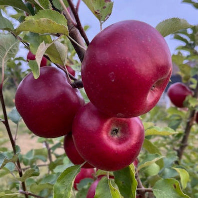 Burgundy Apple Bareroot
