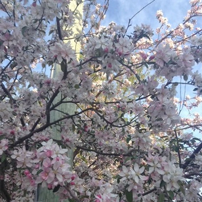 Manitowaning Pink Heart Crabapple