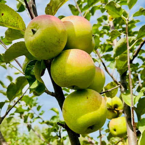 Shamrock Apple Bareroot