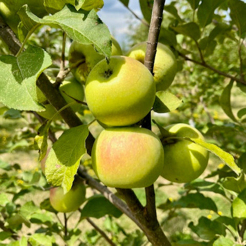 Shamrock Apple Bareroot