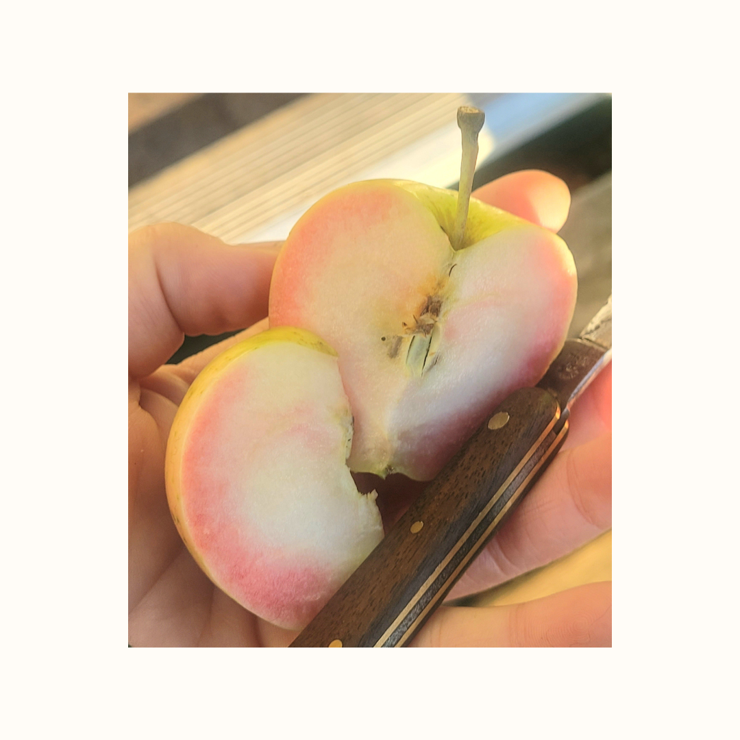 Pink Pearl Apple Scionwood