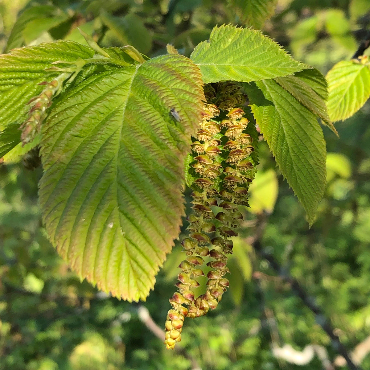 Ironwood tree leaves & flower catkin.