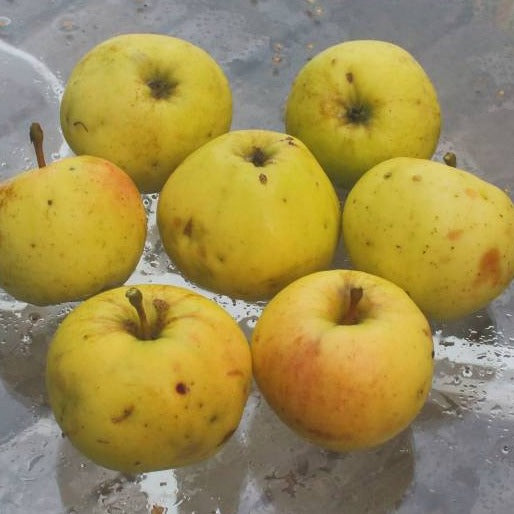 Marmota Apple