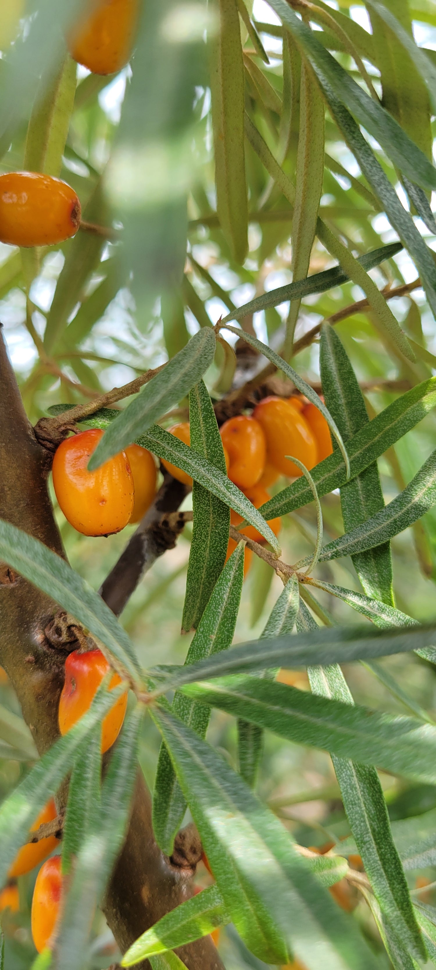 Mary Sea Buckthorn (Female) Bareroot