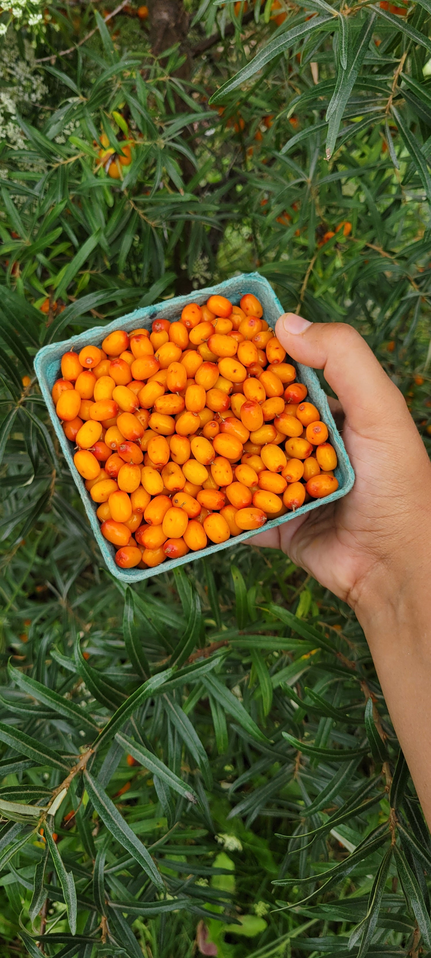 Mary Sea Buckthorn (Female) Bareroot