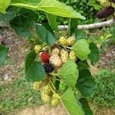 Russian Mulberry Seedling