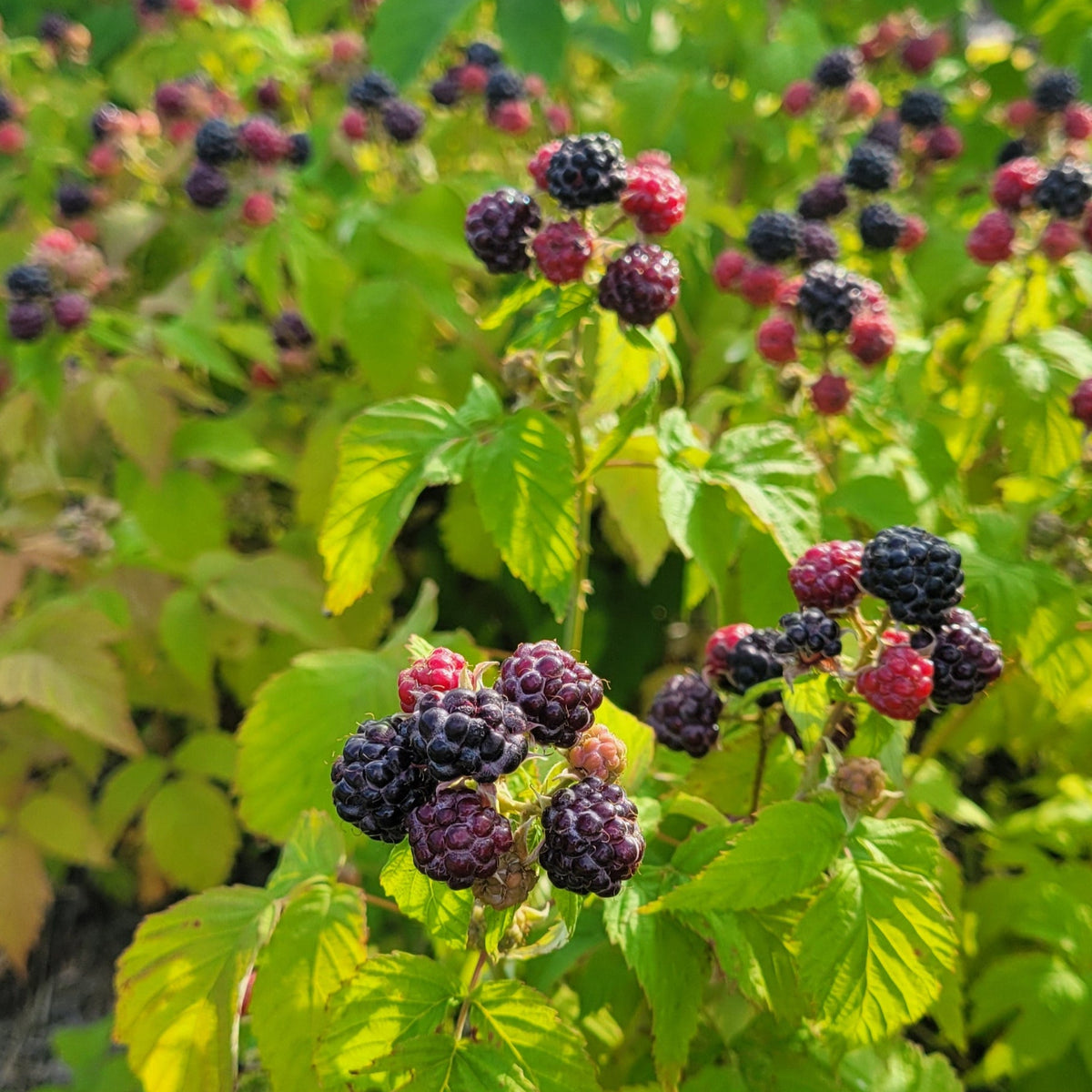 Ohio's Treasure black raspberries ripening on the bush. 