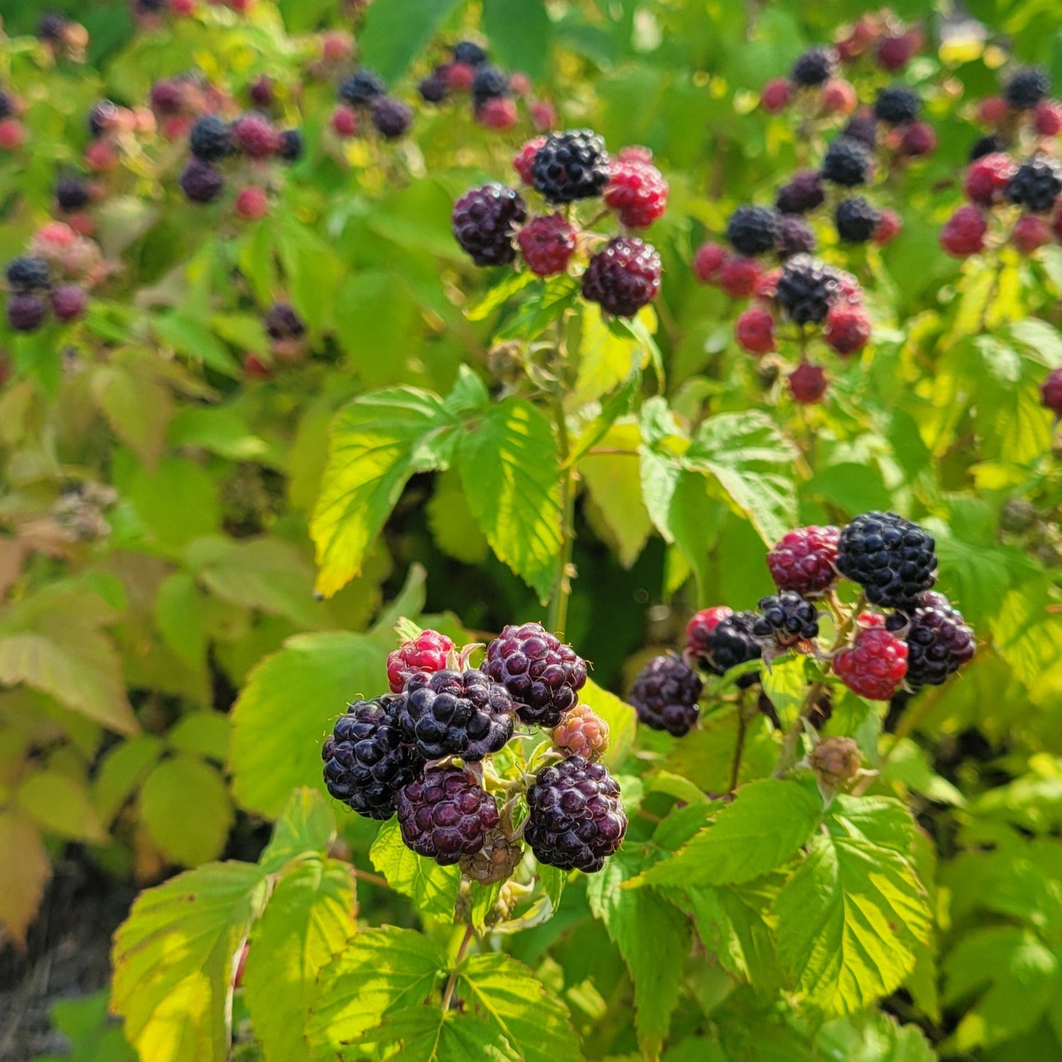Ohio's Treasure black raspberries ripening on the bush. 