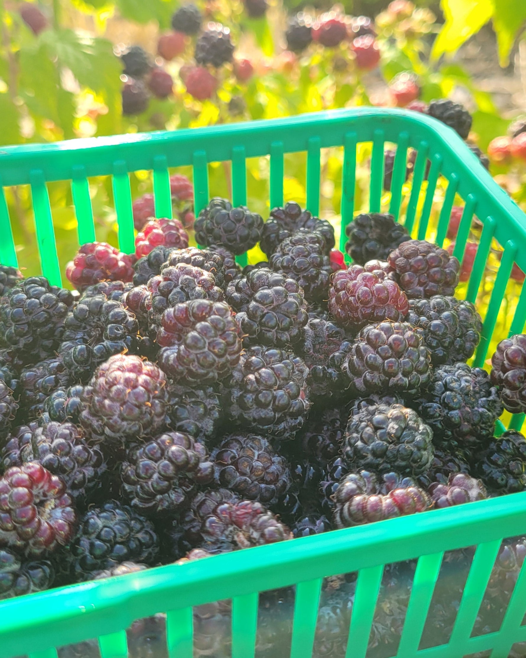 Ohio's Treasure black raspberries in a fruit basket with plants in the background.