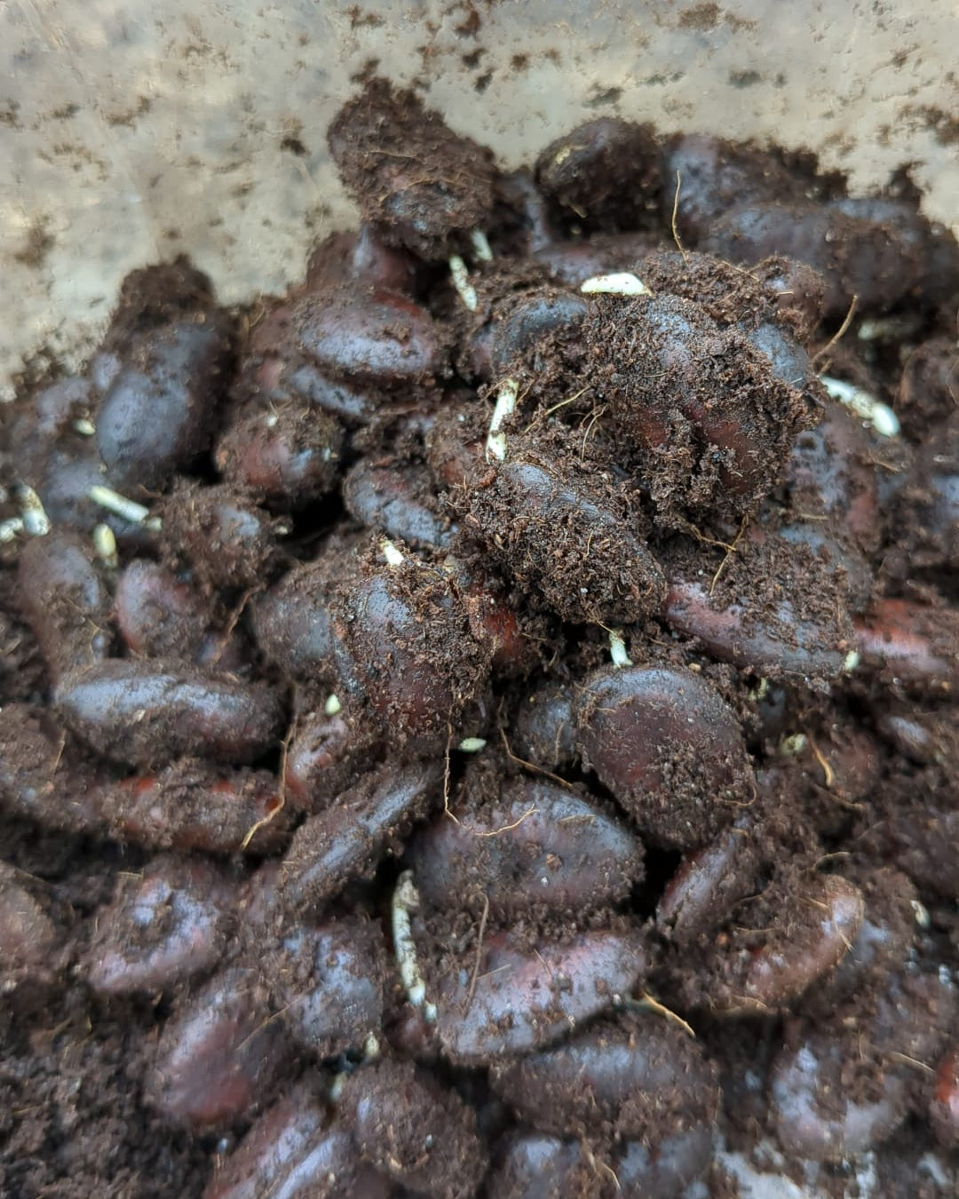 sprouted paw paw seeds