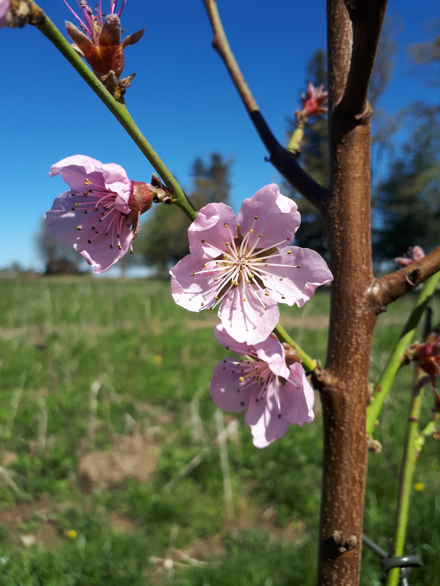 Hall's Hardy Almond Bareroot