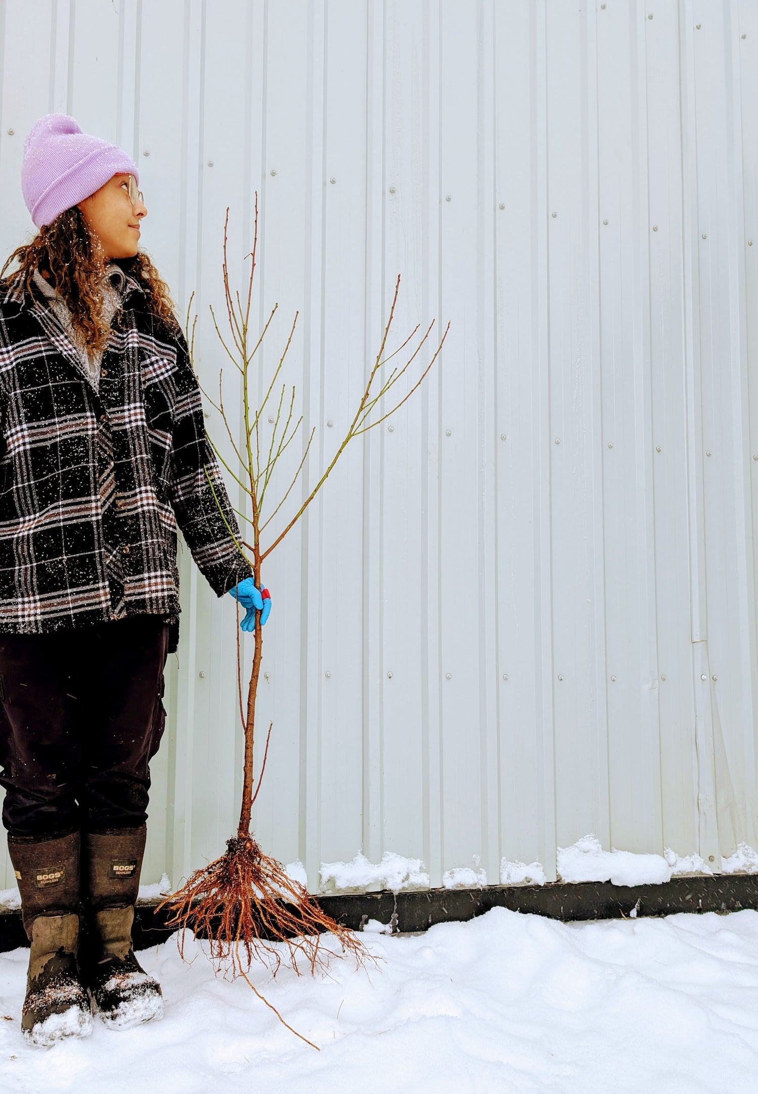 Contender Peach Seedling Bareroot