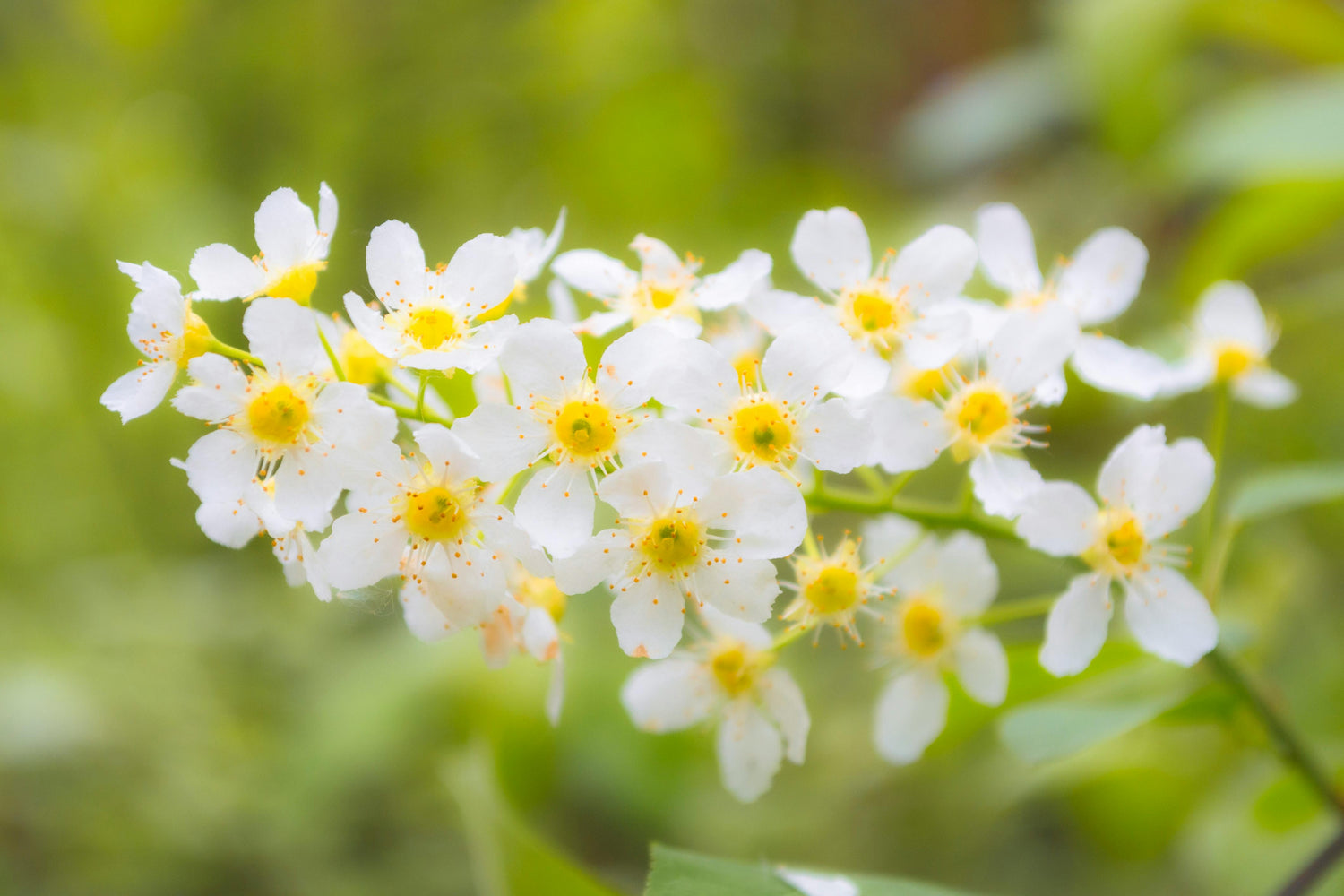 Hackberry Seedling Bareroot