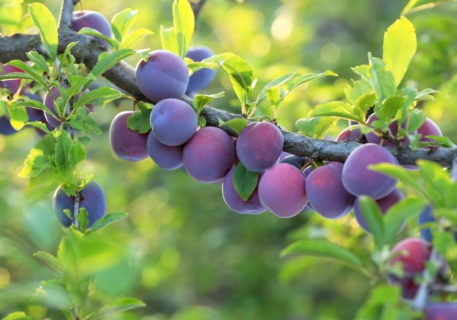 The Simple Art of Grafting Fruit Trees: A Complete Guide