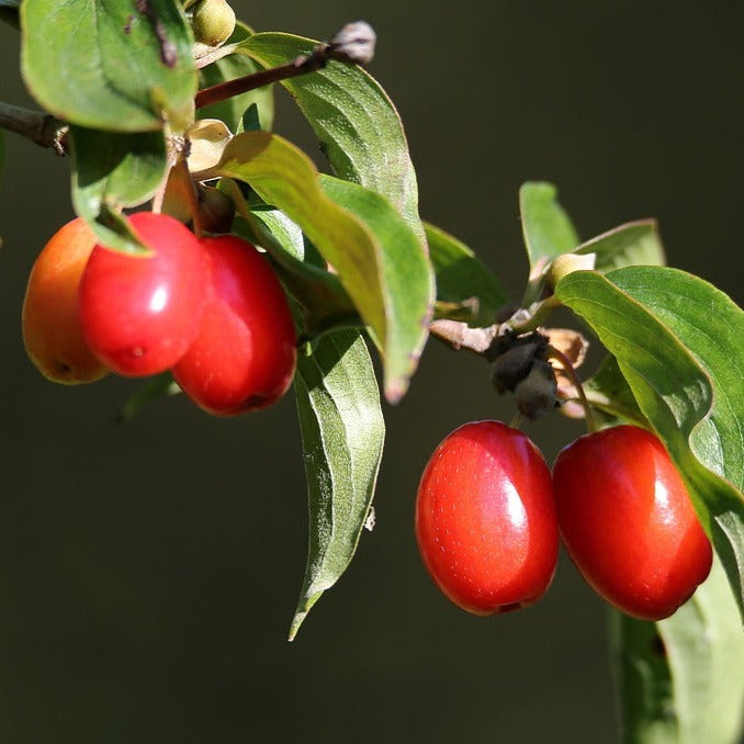 Cornelian Cherry Dogwood Seedling Bareroot