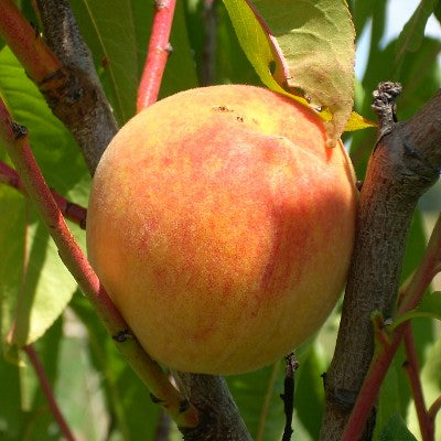 Potted Peach